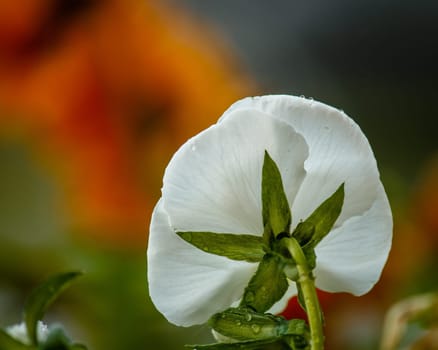 A very different view looking at this beautiful white poppy from behind. There are drops of water of the flower and the background gives a lovely colorful contrast and really makes the flower stand out.