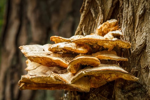 Closeup view of mushrooms stuck onto the side of a tree. This was taken in a forest in Holland. A very common view in the spring when it get warm and wet outdoors.
