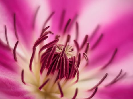 Got real close to this beautifil pink and white flower.