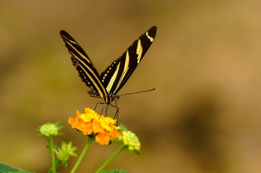 Beatiful striped buttefly ready to take of from yellow flower