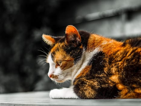 A creative choice to really make the cat stand out in this shot. Beautiful colors.