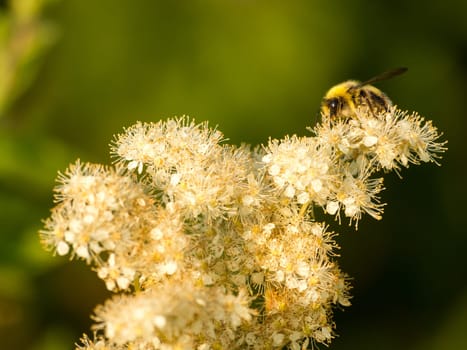 Sneaking into the shot from behind this beautiful powdery white flower. This wasp was enjoying the late evening sunlight