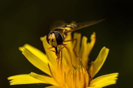 Very close to this beautiful little creature. Shady spot in the summer
