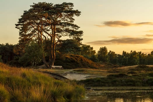 Taken in the beautiful Dutch nature area Heidestein on a late summer evening.