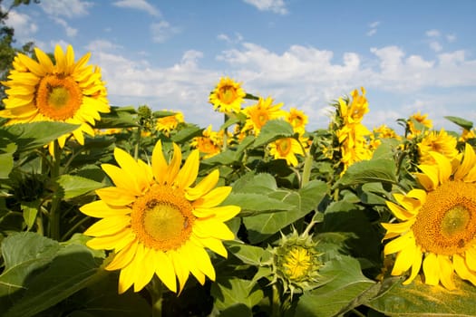 Vintage photo of blooming sunflower field