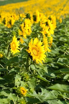 Vintage photo of blooming sunflower field