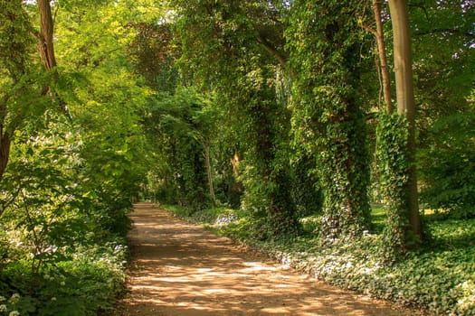 Peaceful path through a typical Dutch forest. Nice and bright shot that was taken in the afternoon summer sun.