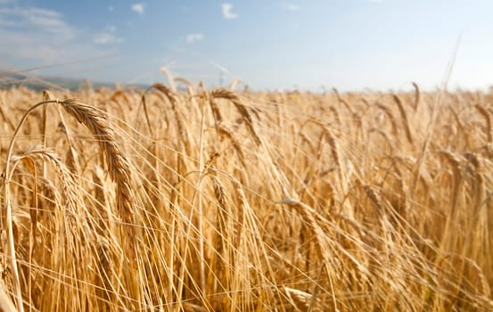 Ripe wheat field in the summer