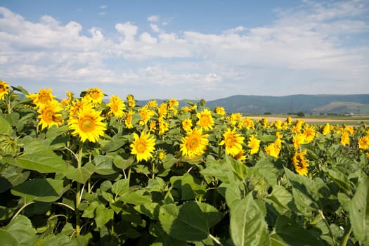 Vintage photo of blooming sunflower field