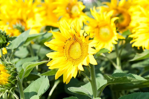 Vintage photo of blooming sunflower field