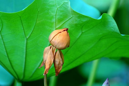 A faded lotus flower behind a large leaf