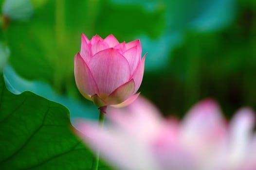 A blooming pink lotus flower fronted with another flower in blur