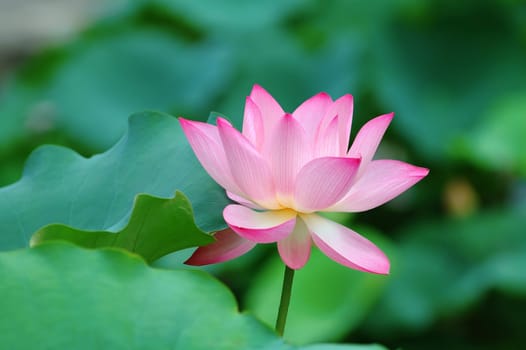 View of a blooming lotus flower over leaves