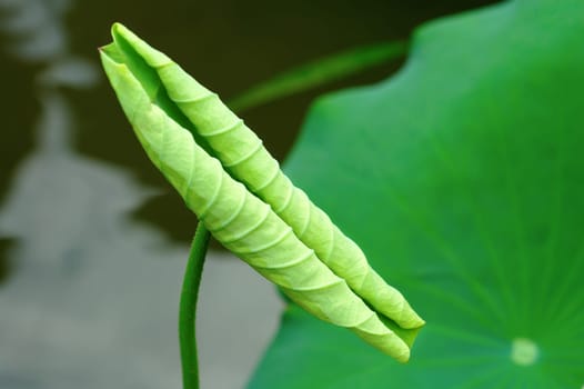A curly lotus leaf with the background of water