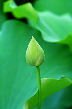 A close shot of green lotus bud