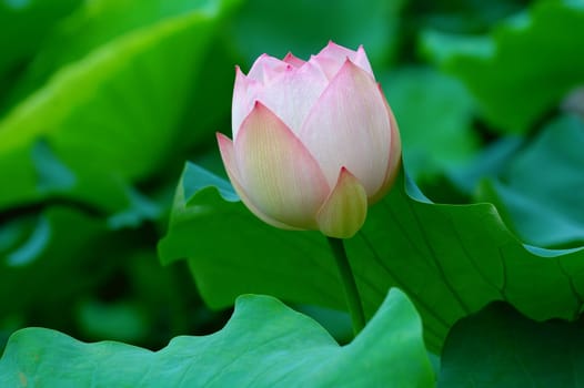 A lotus flower with color of light pink