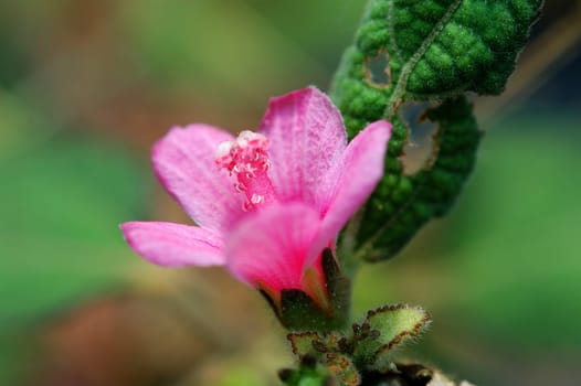 A small pinky road flower with details