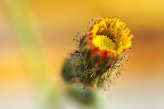 A blooming of yellow compositae flower