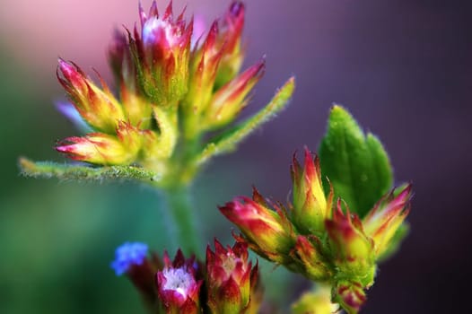 The blossoms of eupatorium catarium florets