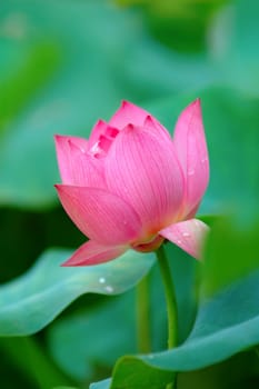 The lotus flower among the green leaves