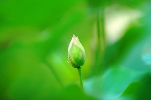 An abstract green of lotus bud in focus