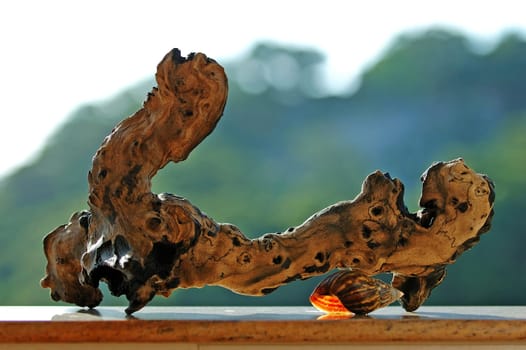 A nature piece of wood (abstract artwork) and a snail