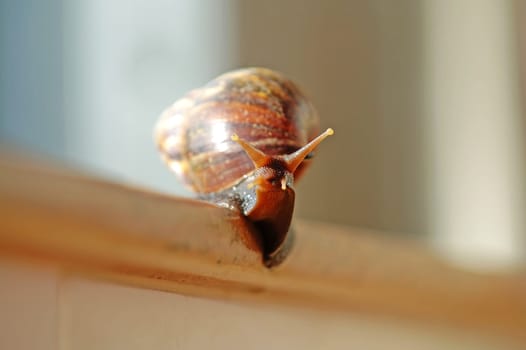 A slithered snail moving along the edge of marble platform