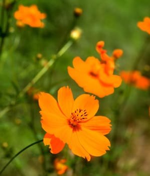 The closeup view of orange floret over green