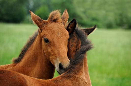 two foals