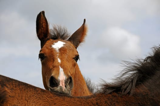two horses