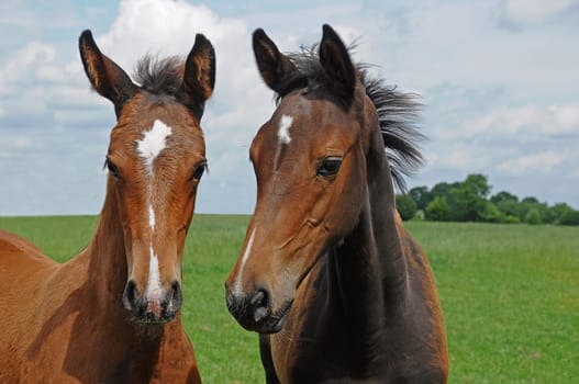 two foals