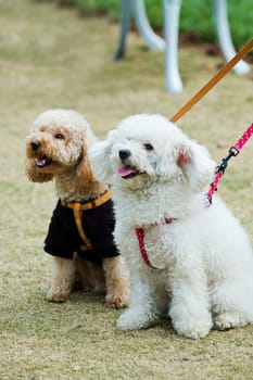 Two adorable dogs sitting in lawn side by side