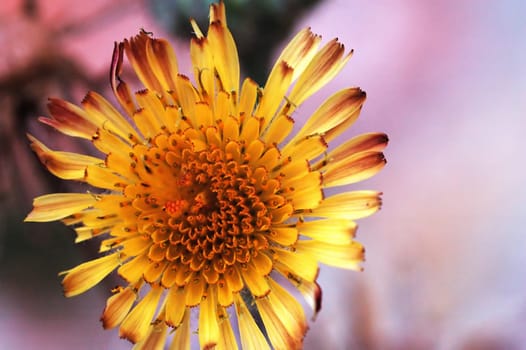 A yellow flower of compositae with pink background