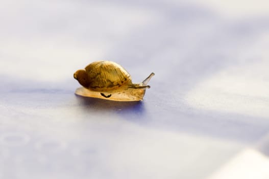 A small snail moving over book chapter