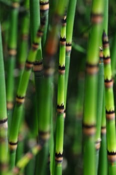 Horsetail