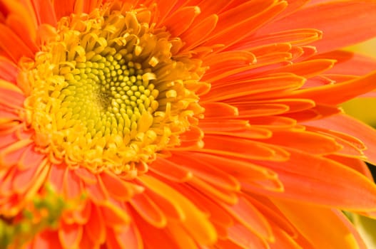 The close up view of orange marguerite