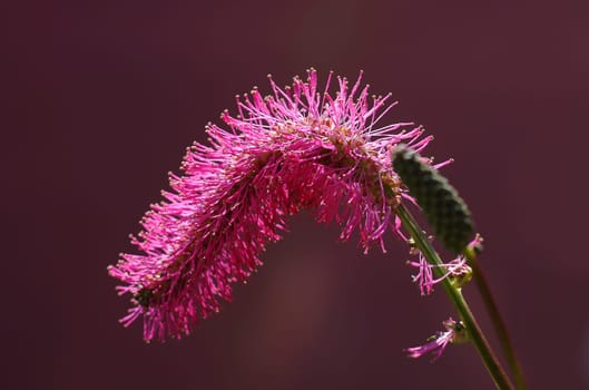 red flower