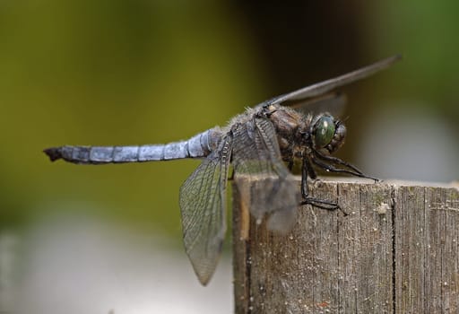 dragon-fly