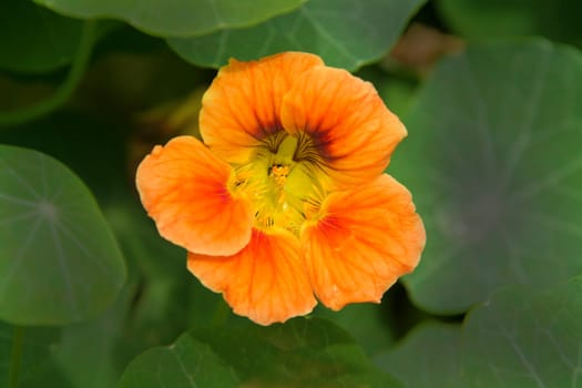 Attractive bloom with orange petals set against green leafy background
