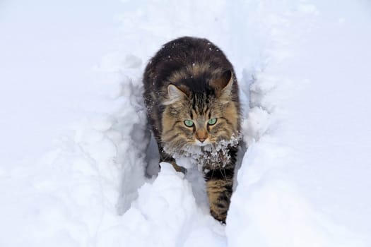 Longhaired cat with winter fur