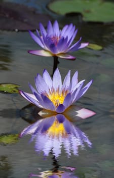 Water lily