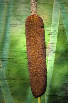 Cattails
