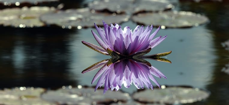 Water lily