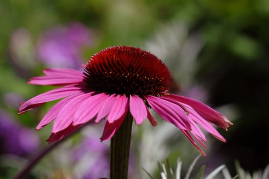 Coneflower