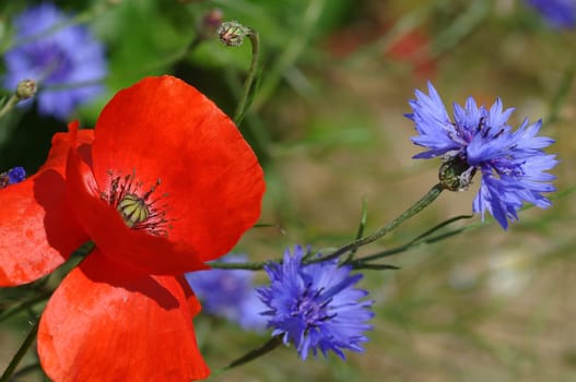 colorful flowers
