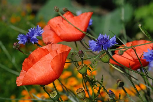 colorful flowers