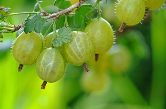 Gooseberries