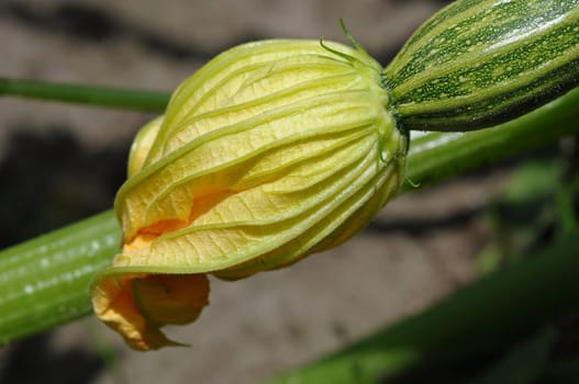 zucchini