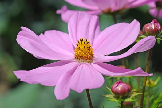 Cosmos
