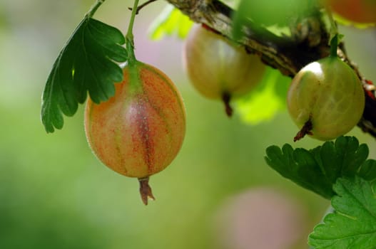 Gooseberries